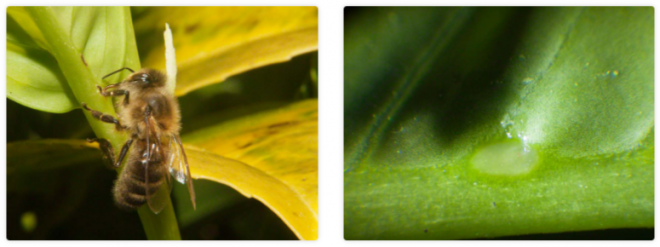 Tudi+ko+ne+cveti%2C+lovorikovec+hrani+%C5%BEu%C5%BEelke+s+posebnimi+%C5%BElezami+%2F+foto%3A+www.chelifer.com