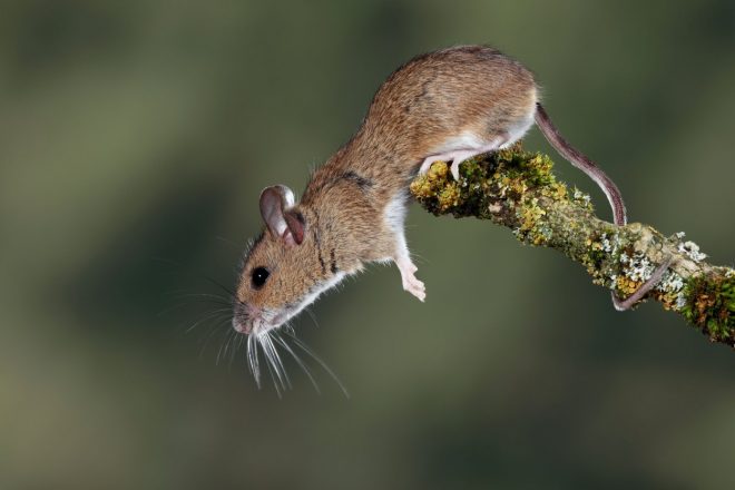 Simpati%C4%8Dna+rumenogrla+mi%C5%A1+je+nosilka+virusa%2C+ki+je+lahko+nevaren+za+%C4%8Dloveka+%2F+Profimedia