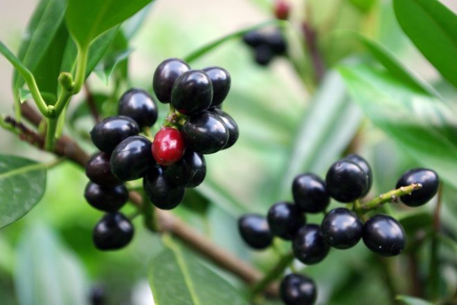 Plodovi+lovorikovca+razkrivajo+sorodstvo+s+slivami+in+%C4%8De%C5%A1njami+%2F+Profimedia