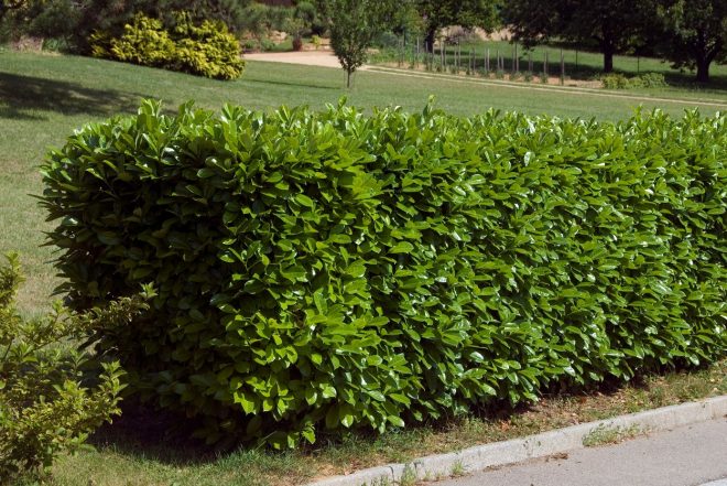 Lovorikovec+je+primeren+za+oblikovanje+v+poljubno+obliko+%2F+Profimedia