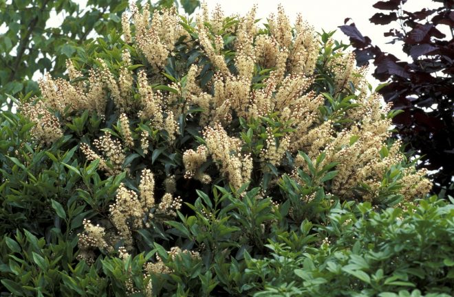 Cveto%C4%8Di+lovorikovec+%2F+Profimedia