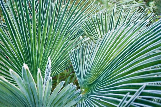 Listi+%C5%BEumare+Trachycarpus+wagnerianus+pozimi+%2F+Profimedia