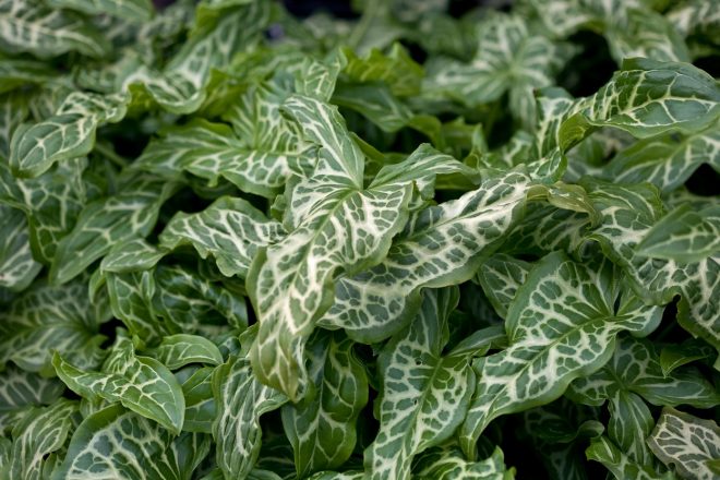 Od+jeseni+do+pomladi+rastejo+listi+la%C5%A1kega+ka%C4%8Dnika