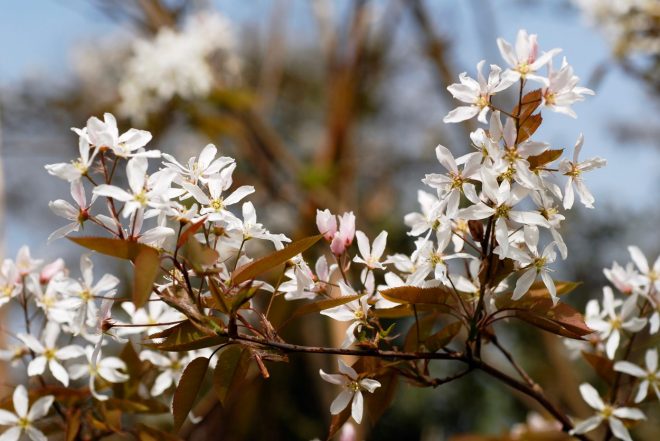 %C5%A0marna+hru%C5%A1ica+sorte+%27Robin+hill%27+spomladi+%2F+foto%3A+Profimedia