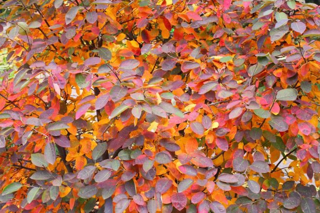 Jesenske+barve+%C5%A1marne+hru%C5%A1ice+%28A.+Lamarckii%29+%2F+foto%3A+Profimedia