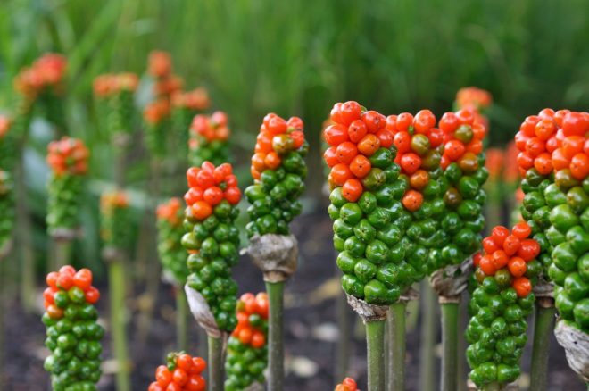 Ko+se+spomladi+poslovijo+listi+in+cvetovi+la%C5%A1kega+ka%C4%8Dnika%2C+se+pojavijo+rde%C4%8Di+plodovi