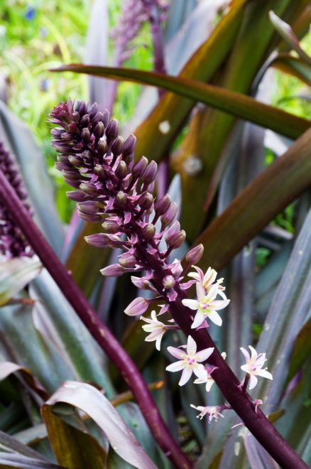 Eucomis+comosa+%27Sparkling+Burgundy%27+%2F+Profimedia