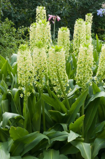 Eucomis+pole-evansii+%2F+Profimedia