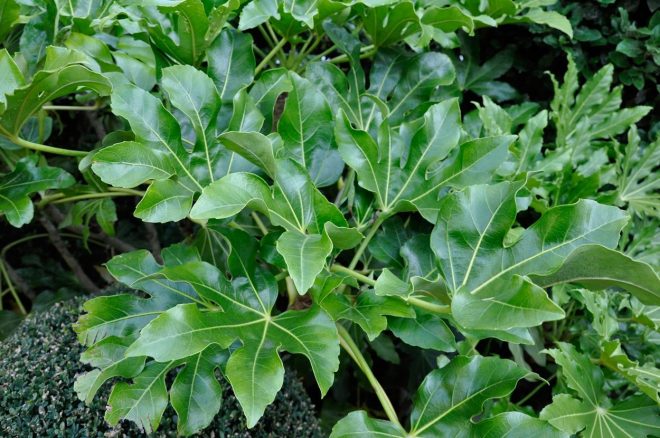 Japonska+aralija+oz.+Fatsia+japonica+%2F+Profimedia