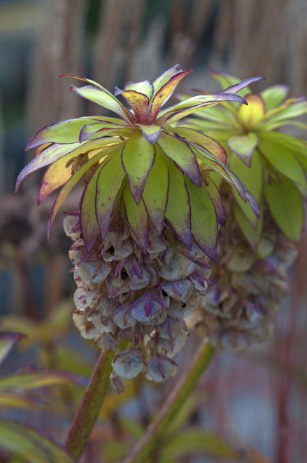 Eucomis+bicolor+%2F+Profimedia