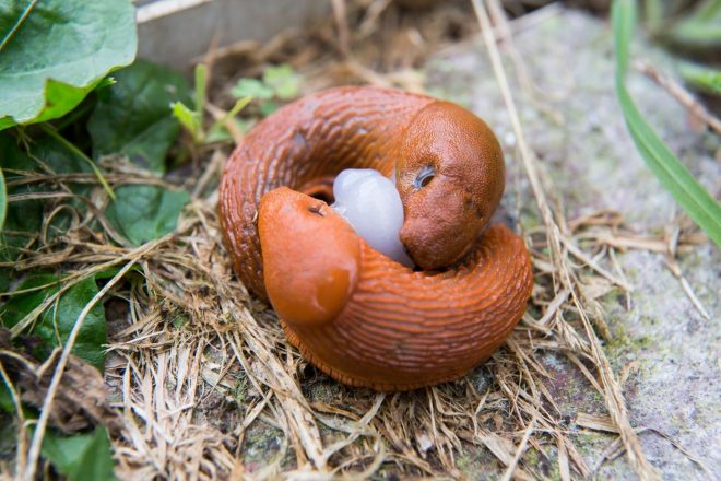 Lazarji+so+hermafroditi+%2F+Profimedia