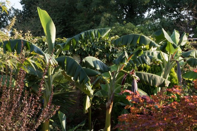 Zasadite+banane+in+presenetite+sosede+%28na+sliki+Musa+basjoo%29+%2F+Profimedia