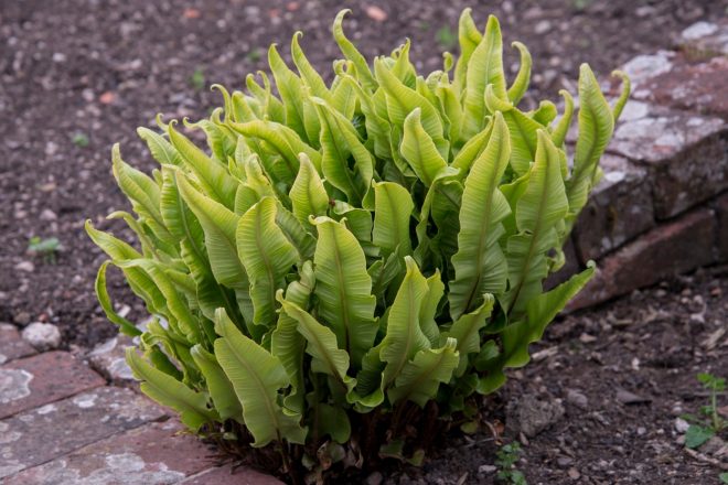 Praprot+jelenjak+je+odli%C4%8Dna+alternativa+ob%C4%8Dutljivim+hostam