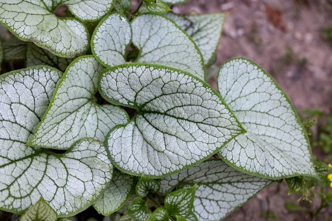 Brunnera+macrophylla+%27Jack+Frost+%27
