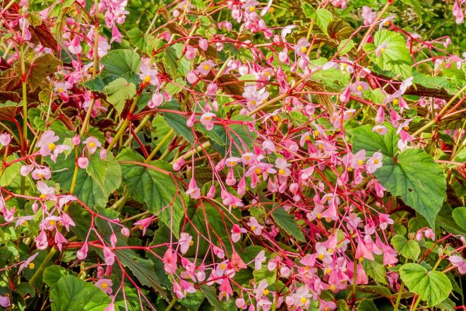 Rastlina+za+senco%2C+ki+je+pol%C5%BEi+ne+marajo-+Begonia+grandis+%2F+Profimedia