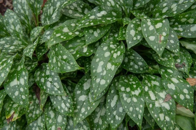 Plju%C4%8Dnik+sorte+%27Shrimps+on+the+Barbie%27+%2F+Profimedia