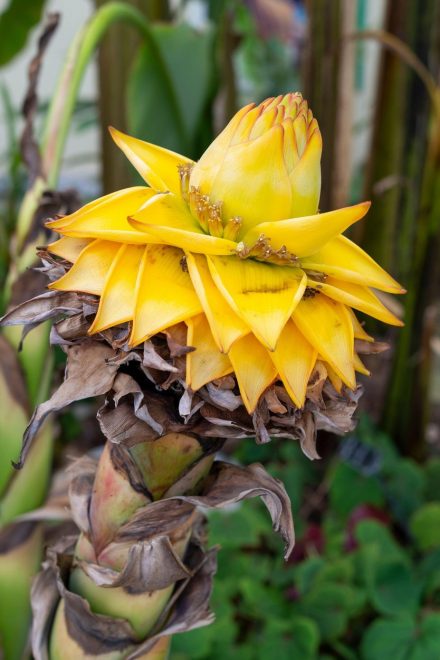 Cvet+banane+vrte+Musella+lasiocarpa+%2F+Profimedia