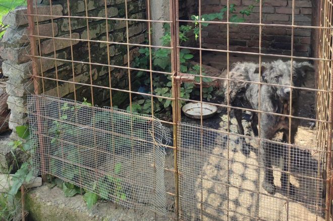 foto%3A+Dru%C5%A1tvo+za+pomo%C4%8D+%C5%BEivalim+Srce+za+%C5%A1apice