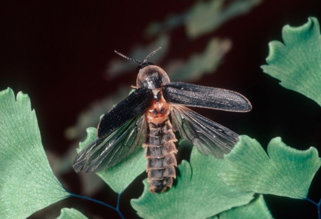 Samec+velike+kresnice+z+razprtimi+krili