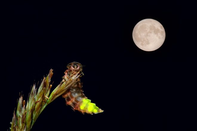 Samica+velike+kresnice+je+podobna+li%C4%8Dinki+