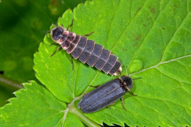 Samica+in+samec+se+precej+razlikujeta.+Samica+nima+kril+in+je+ve%C4%8Dja%2C+spominja+na+li%C4%8Dinko