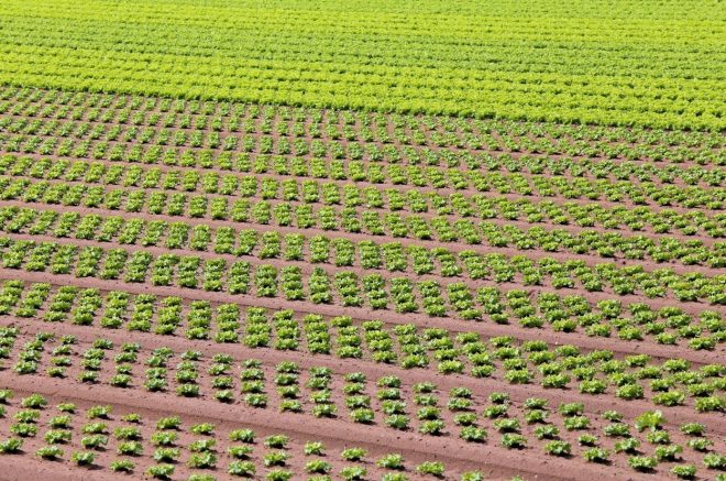 Monokultura+solate+%2F+Profimedia