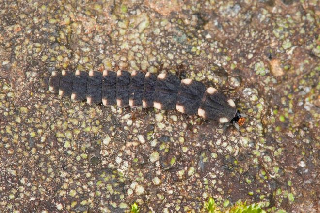 Li%C4%8Dinka+velike+kresnice+%28Lampyris+noctiluca%29