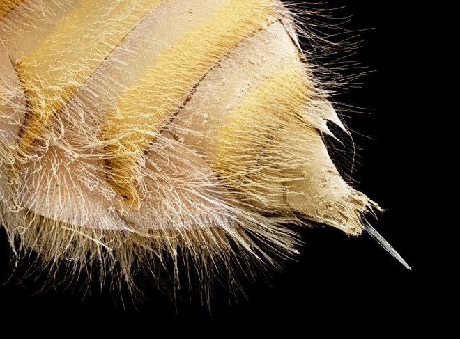 Za+razliko+od+osjega+%C5%BEela+je+%C4%8Debelje+nazob%C4%8Dano%2C+zato+ga+po+vbodu+ne+morejo+izvle%C4%8Di+%2F+Profimedia