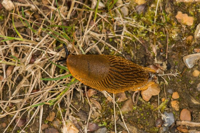 %C5%A0panski+pol%C5%BE+%28Arion+vulgaris%29