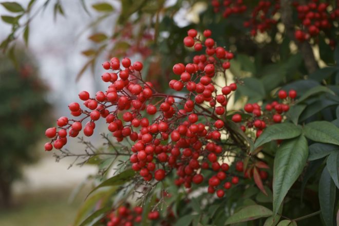 Pozimi+nebe%C5%A1ki+bambus+krasijo+%C4%8Dudoviti+rde%C4%8Di+plodovi