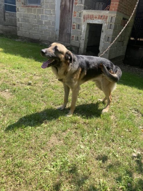 Dru%C5%A1tvo+za+dobrobit+%C5%BEivali+AniMa+%E2%80%93+Animals+Matter