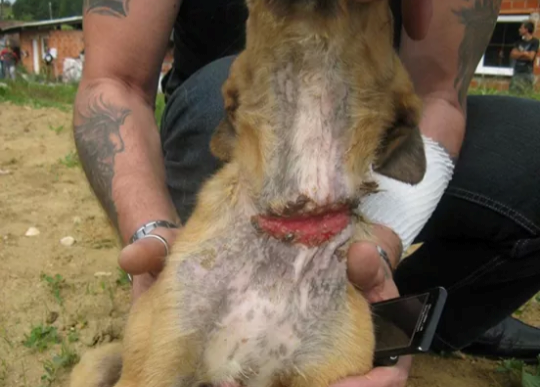 Dru%C5%A1tvo+za+dobrobit+%C5%BEivali+AniMa+%E2%80%93+Animals+Matter