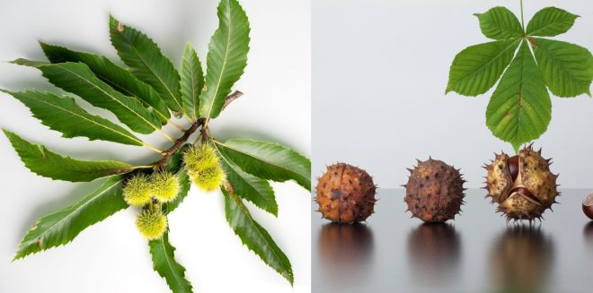 Pravi+in+divji+kostanj