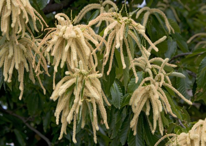 Cveto%C4%8D+pravi+kostanj+%28Castanea+sativa%29