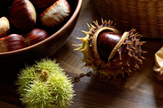 Pravi+in+divji+kostanj+kljub+imenu+nista+sorodna+%2F+Profimedia