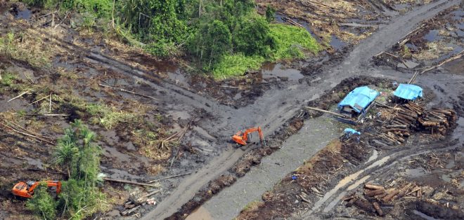 De%C5%BEevni+pragozd+se+vse+bolj+umika+planta%C5%BEam+oljnih+palm+%2FProfimedia