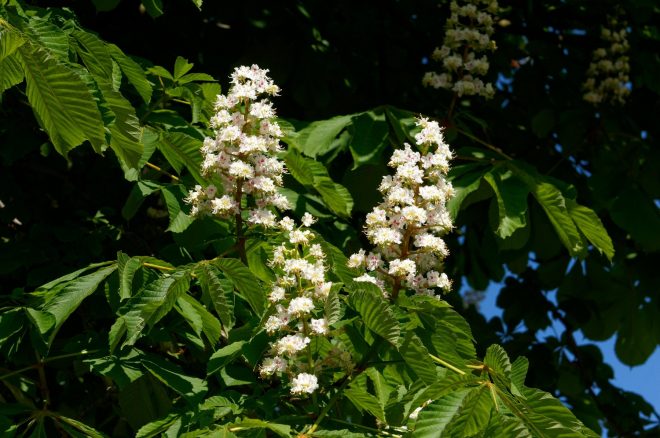 Cvetovi+divjega+kostanja+