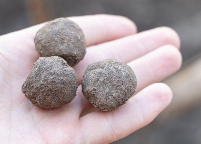 Semenske+bombice+%2F+Profimedia